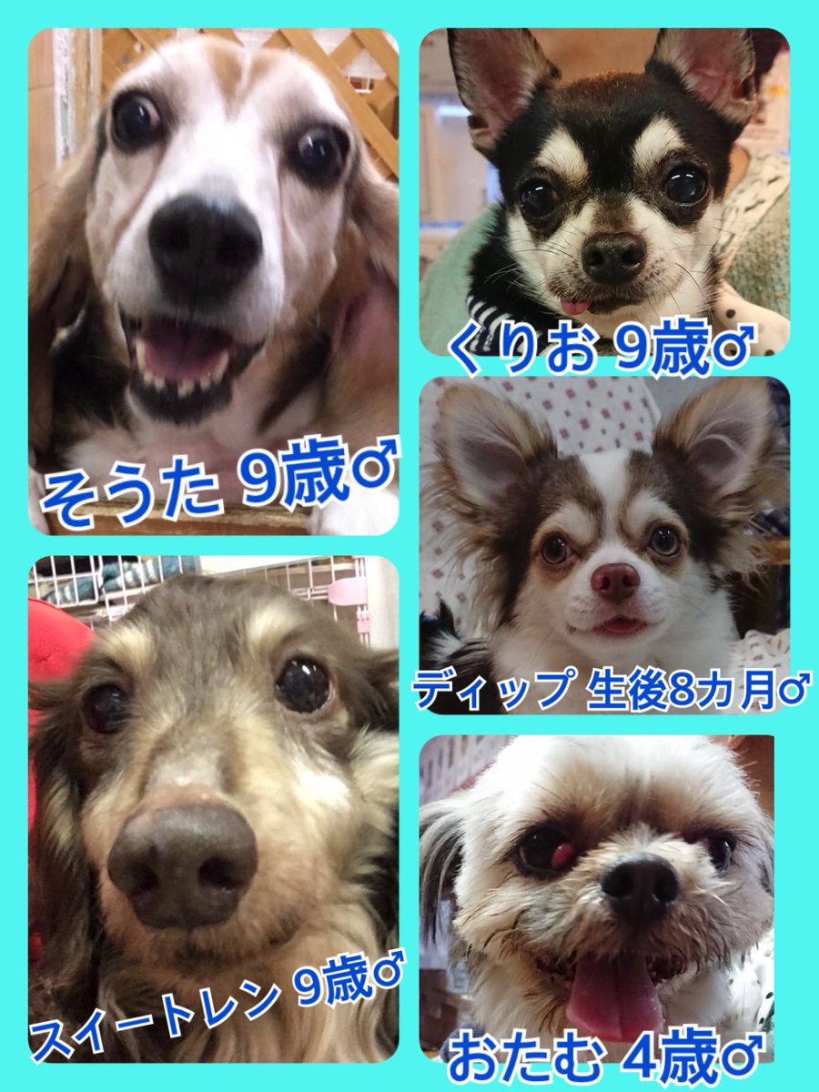 🐾今日の里親様募集中ワンコ🐶メンバーです🐾2019,4,4
